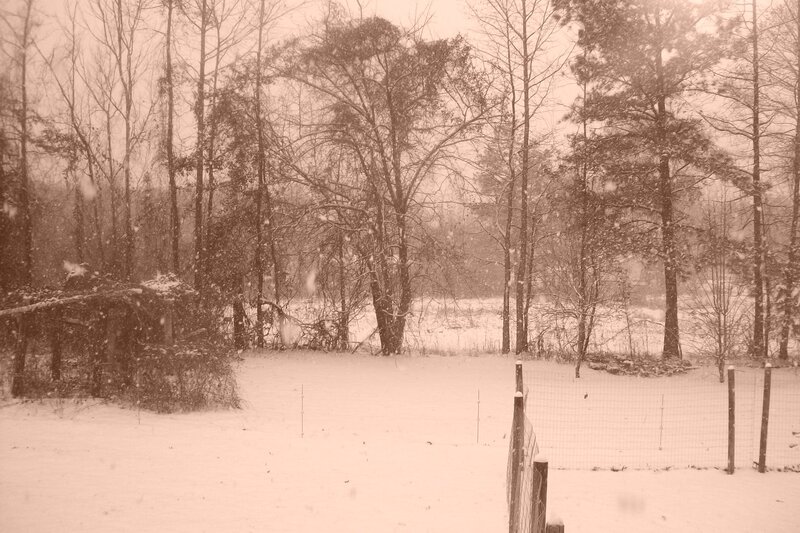 Snowy Forest Scene — White, Calm