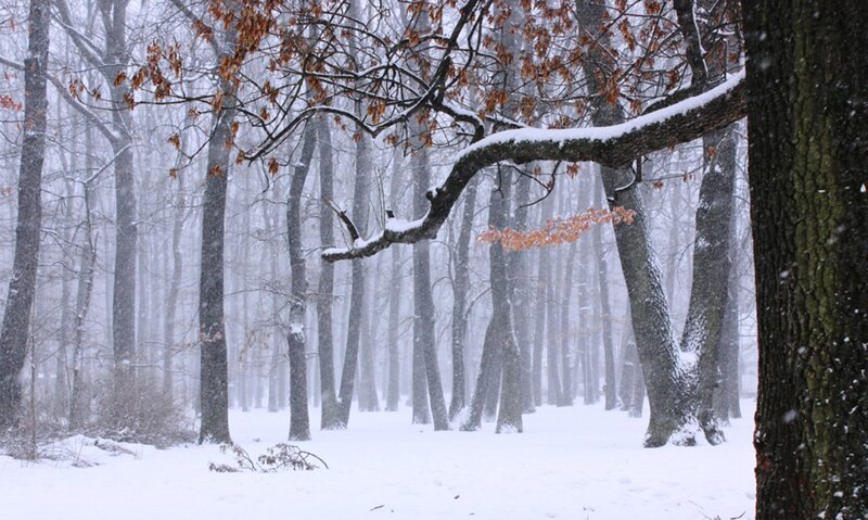Snowy Forest Scene — White, Serene