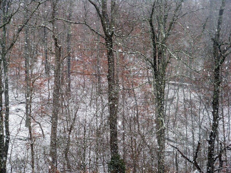 Snowy Forest Scene — White
