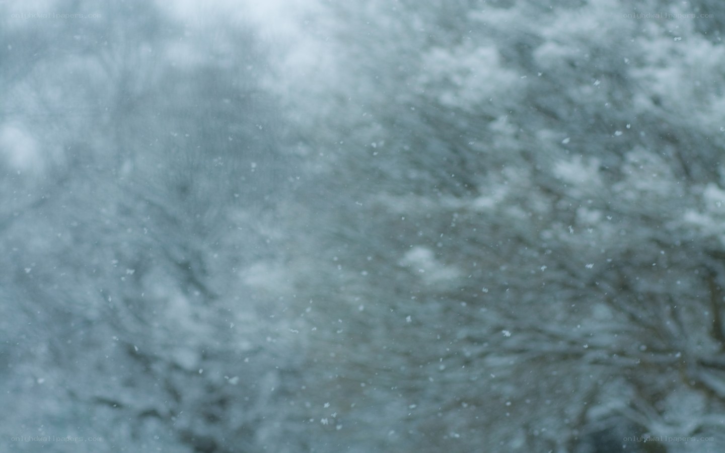 snowy forest scene