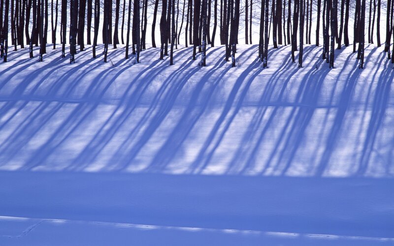 Snowy forest shadows