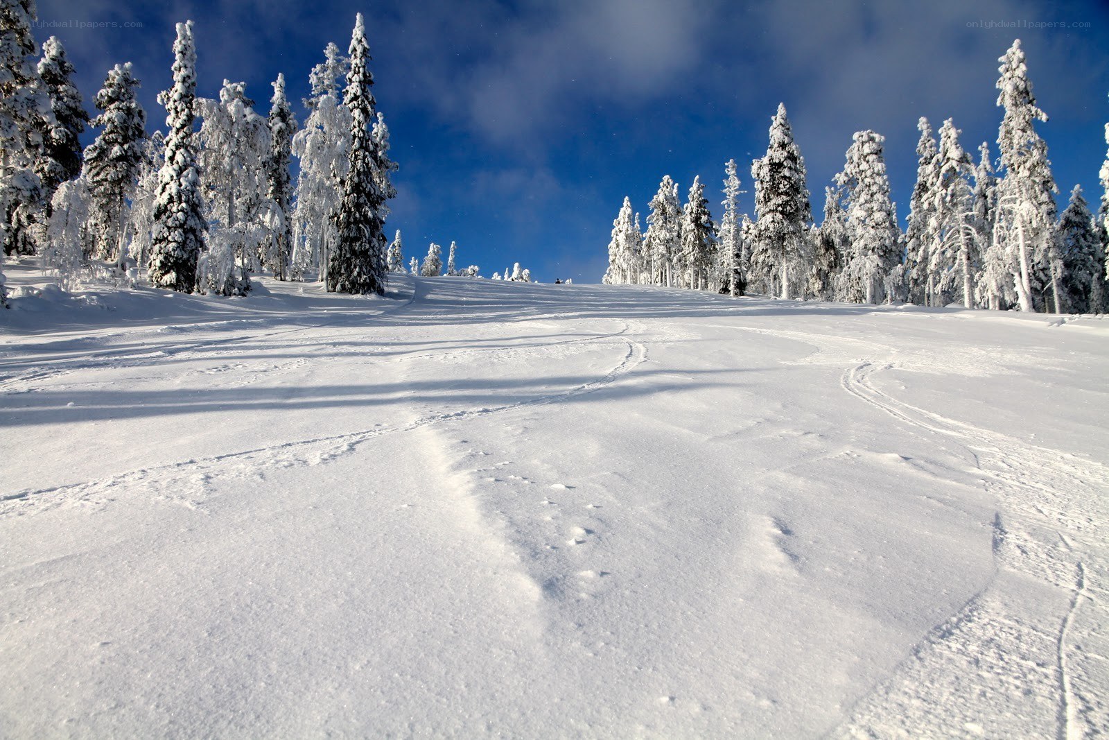 Snowy forest ski slope