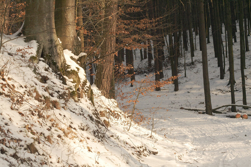 Snowy forest slope at sunset