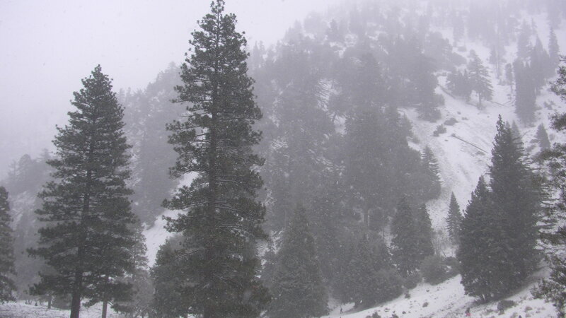 Snowy Forest Slope