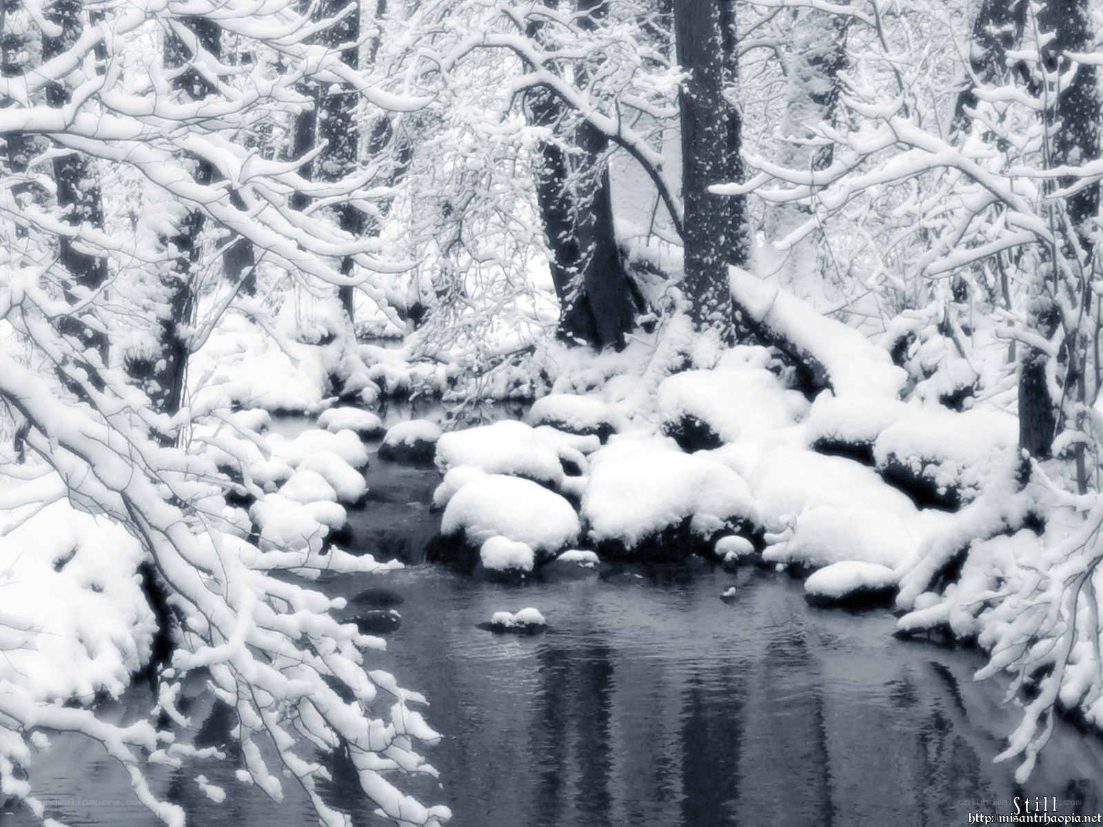 Snowy forest stream