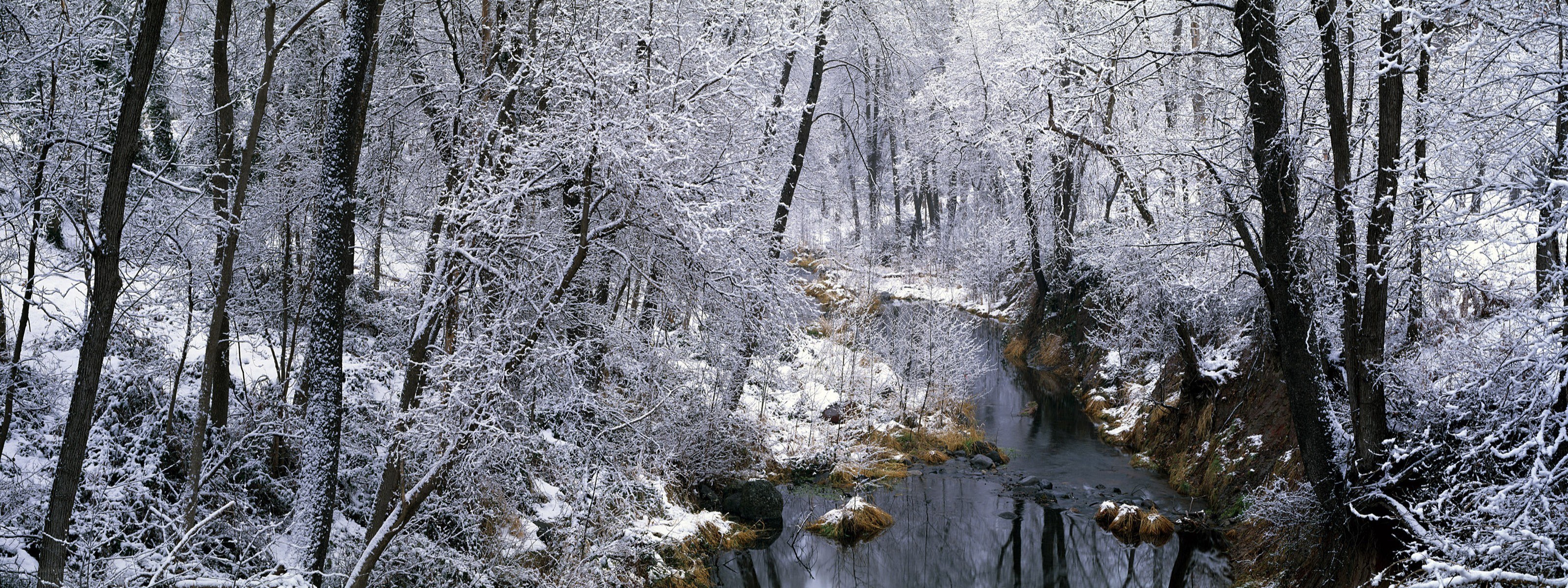 Snowy forest stream