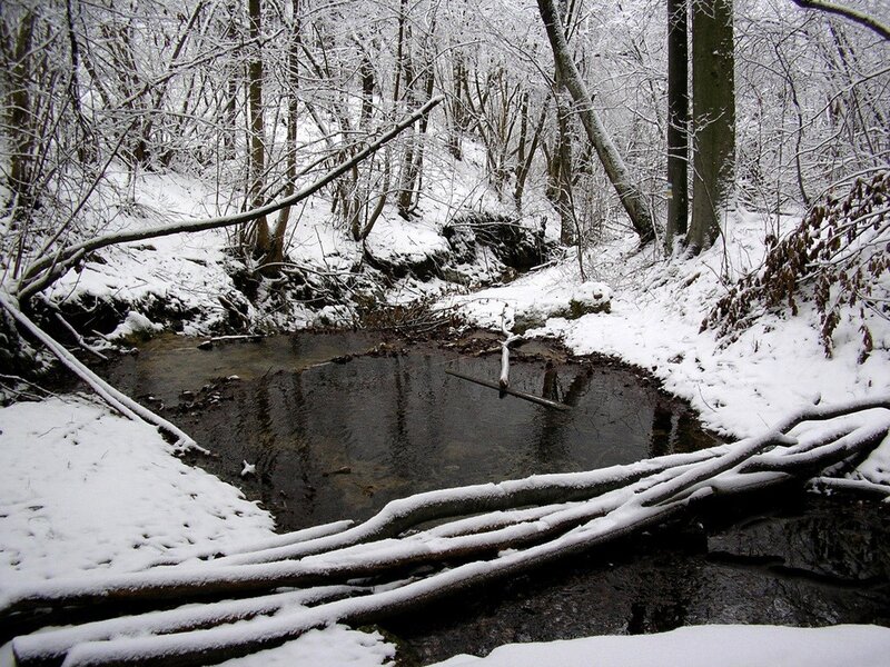 Snowy forest stream