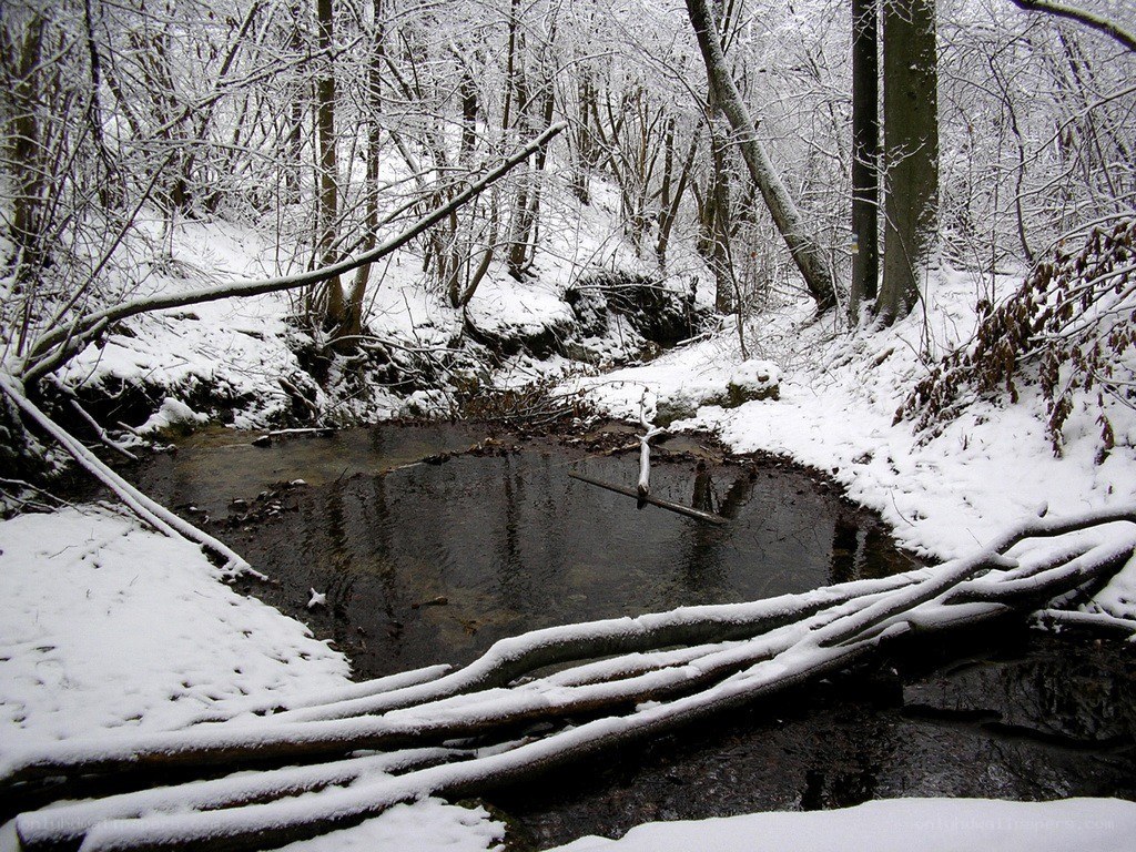 Snowy forest stream