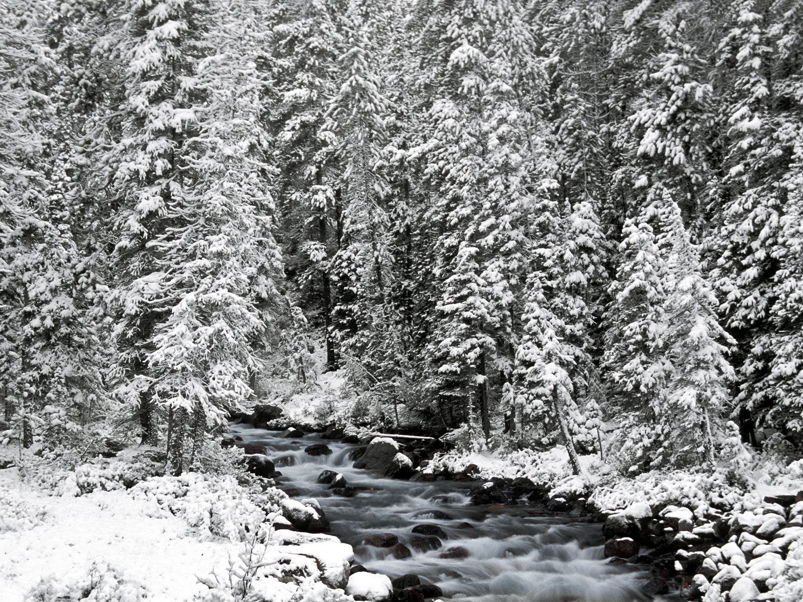 Snowy forest stream