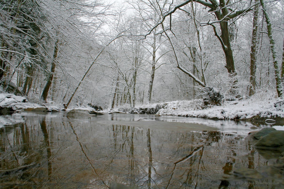 Snowy forest stream
