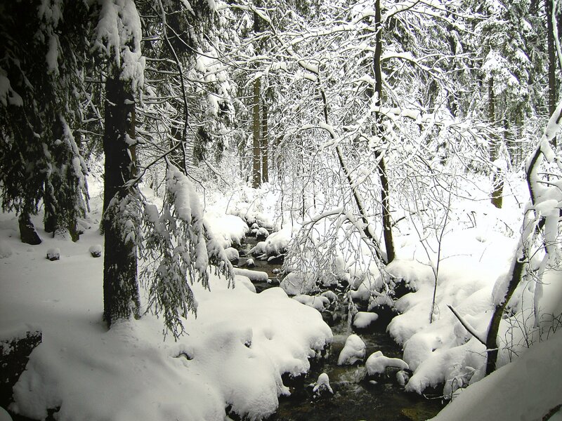 Snowy forest stream