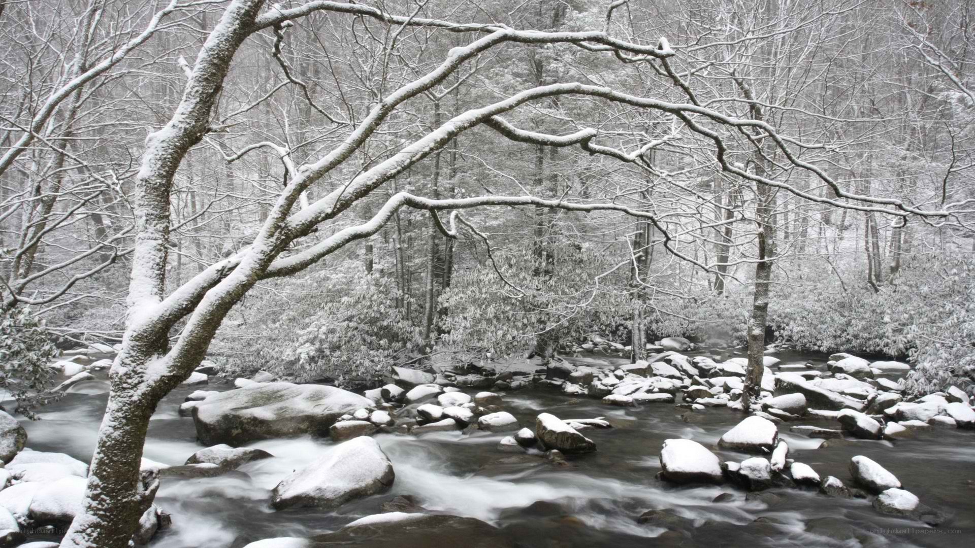 Snowy forest stream