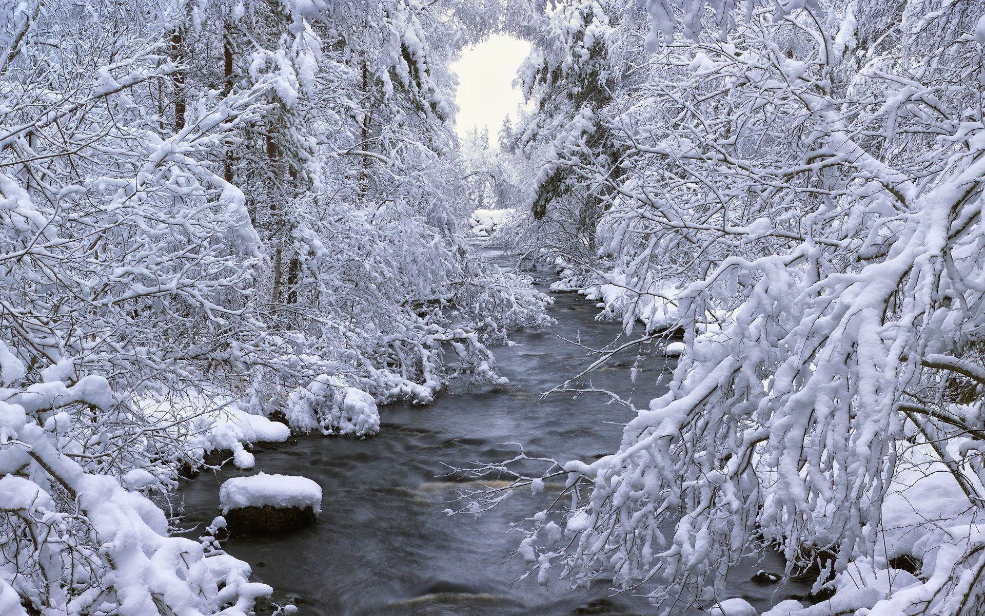 Snowy forest stream