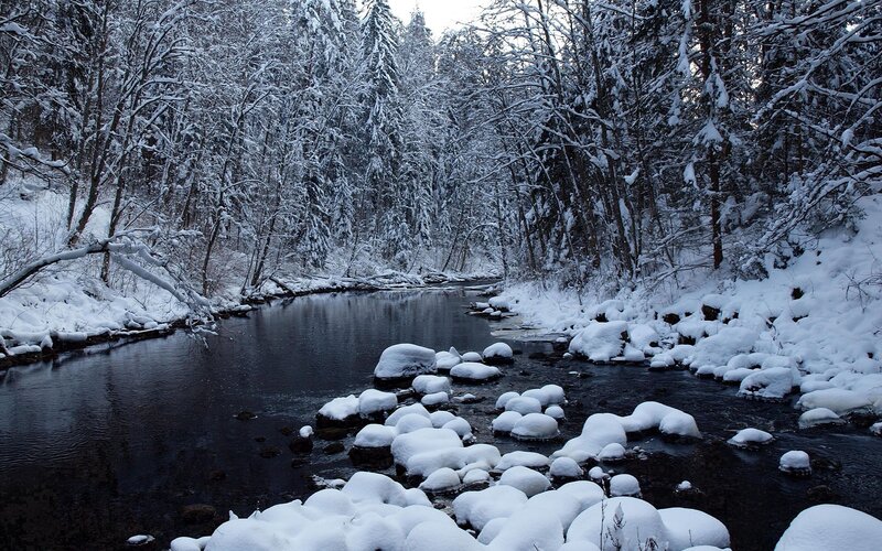 Snowy forest stream
