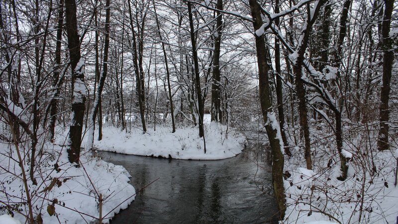 snowy forest stream