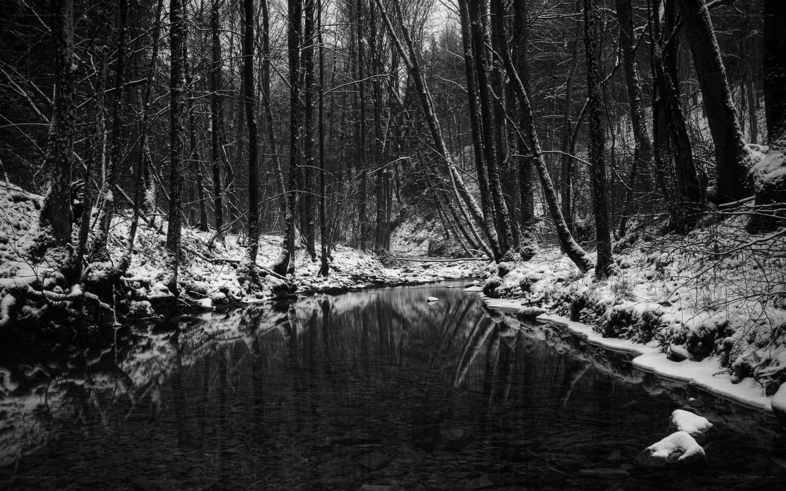 Snowy forest stream