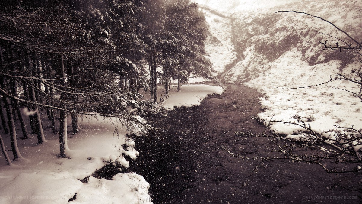 Snowy forest stream