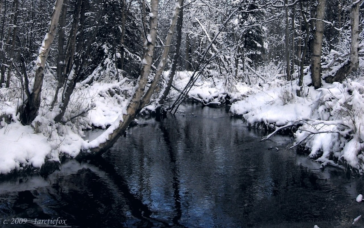 Snowy forest stream