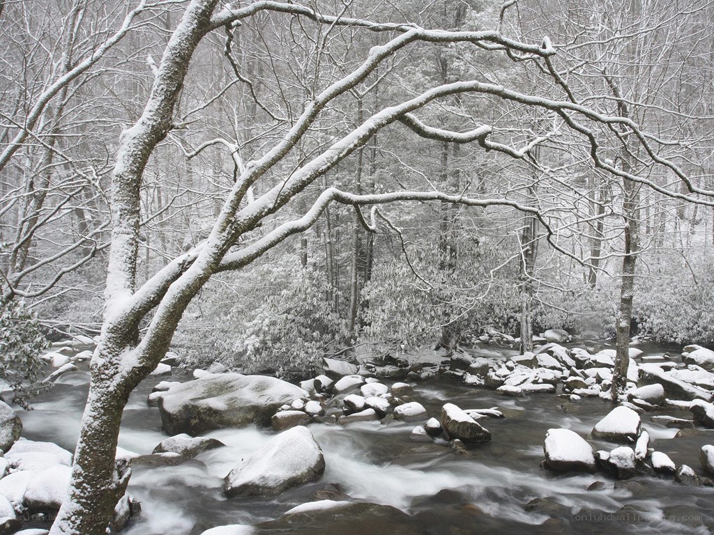 Snowy forest stream