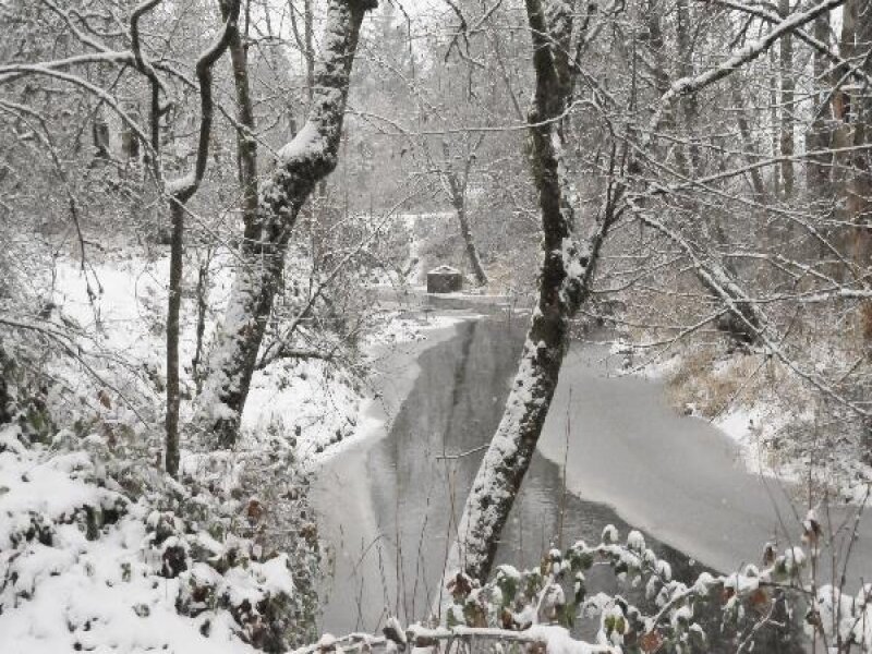 Snowy forest stream