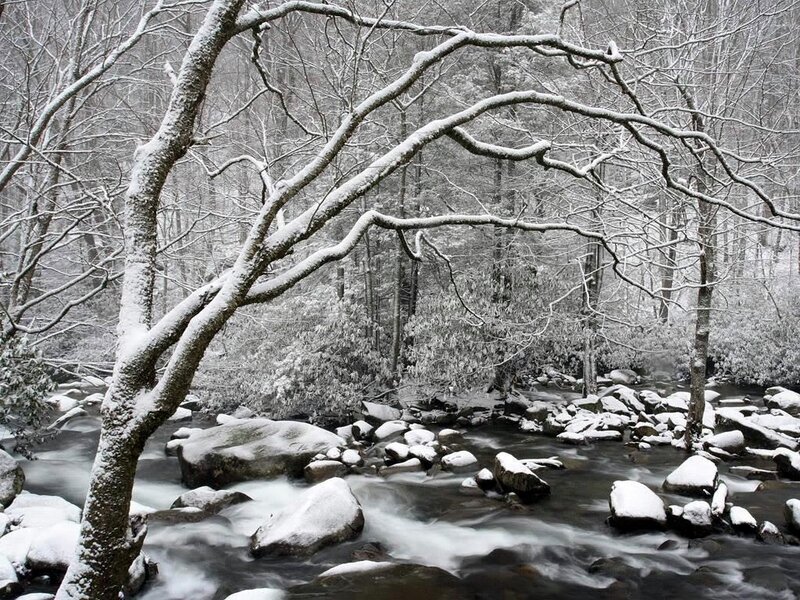 Snowy forest stream