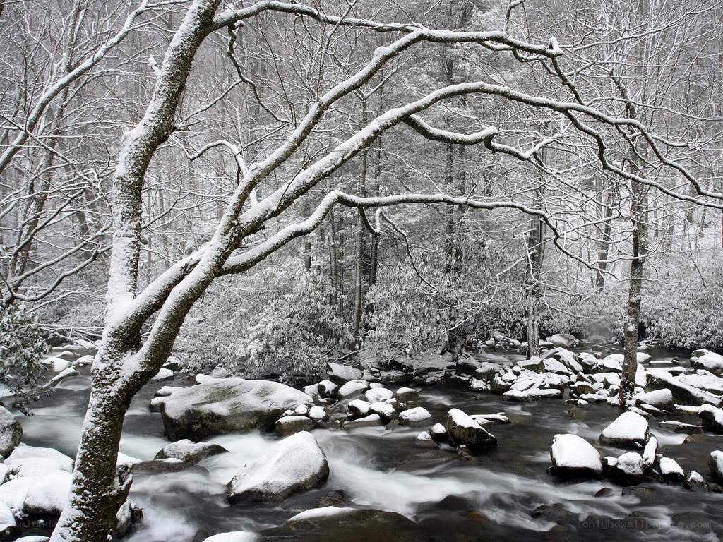 Snowy forest stream