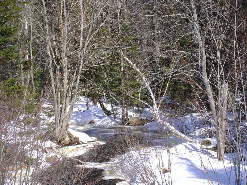 snowy forest stream