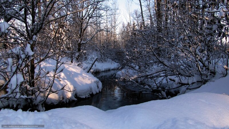 Snowy forest stream