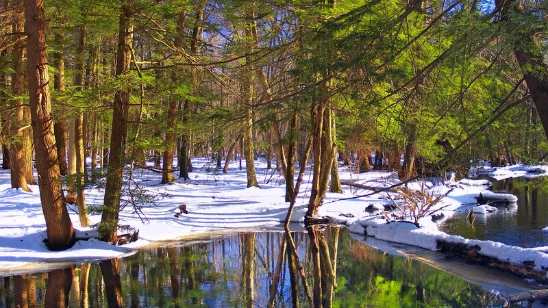 Snowy Forest Stream — Green, Serene, Winter