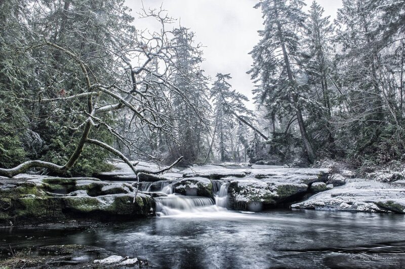 Snowy Forest Stream — Green