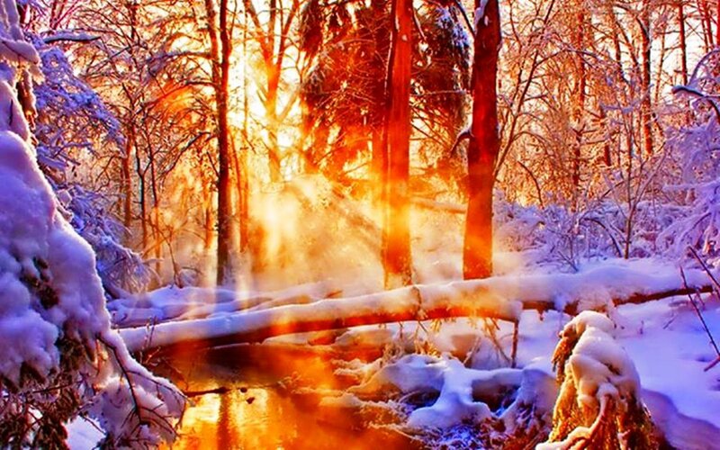 Snowy Forest Stream — Orange, Dramatic