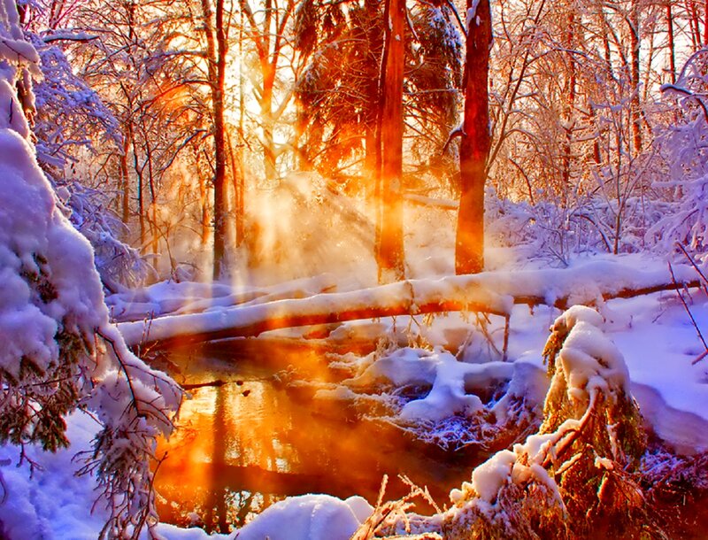 Snowy Forest Stream — Orange