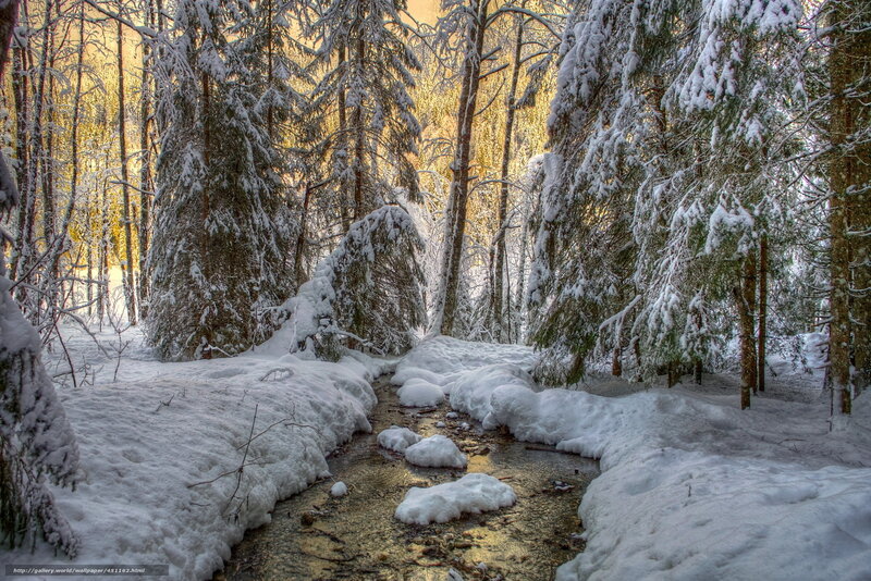 Snowy Forest Stream — White, Serene, Winter, Photograph