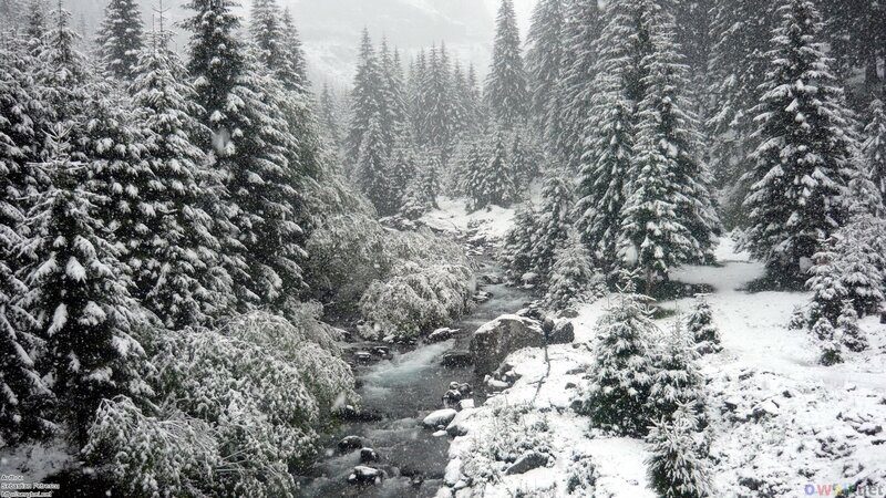 Snowy Forest Stream — White