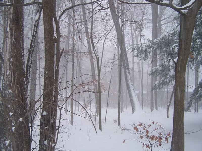 Snowy Forest