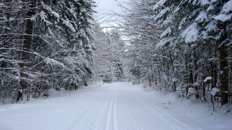 Snowy forest trail