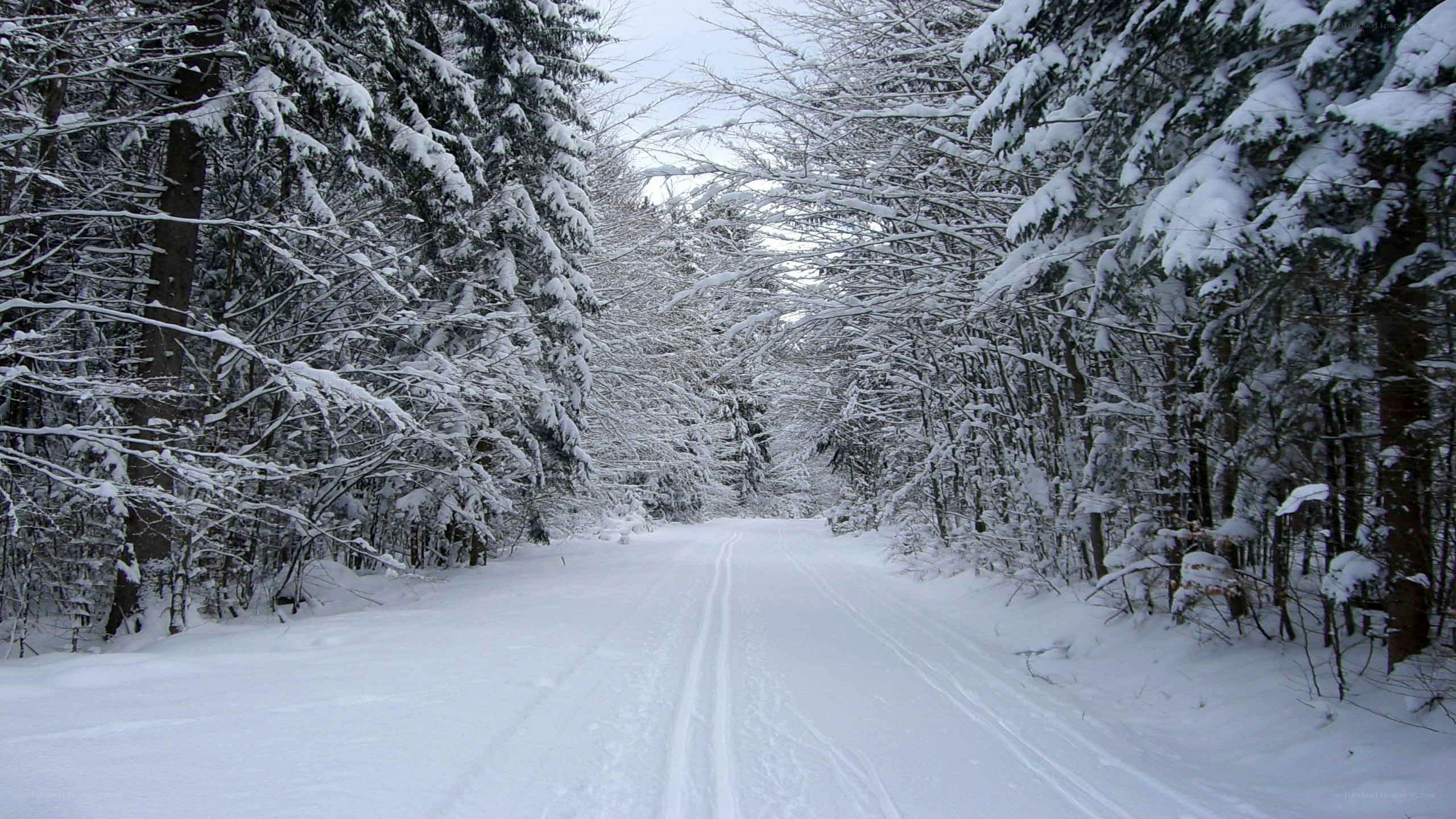 Snowy forest trail
