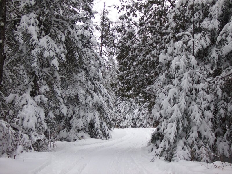Snowy forest trail