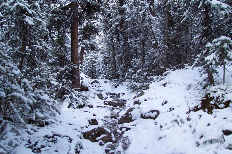 Snowy forest trail