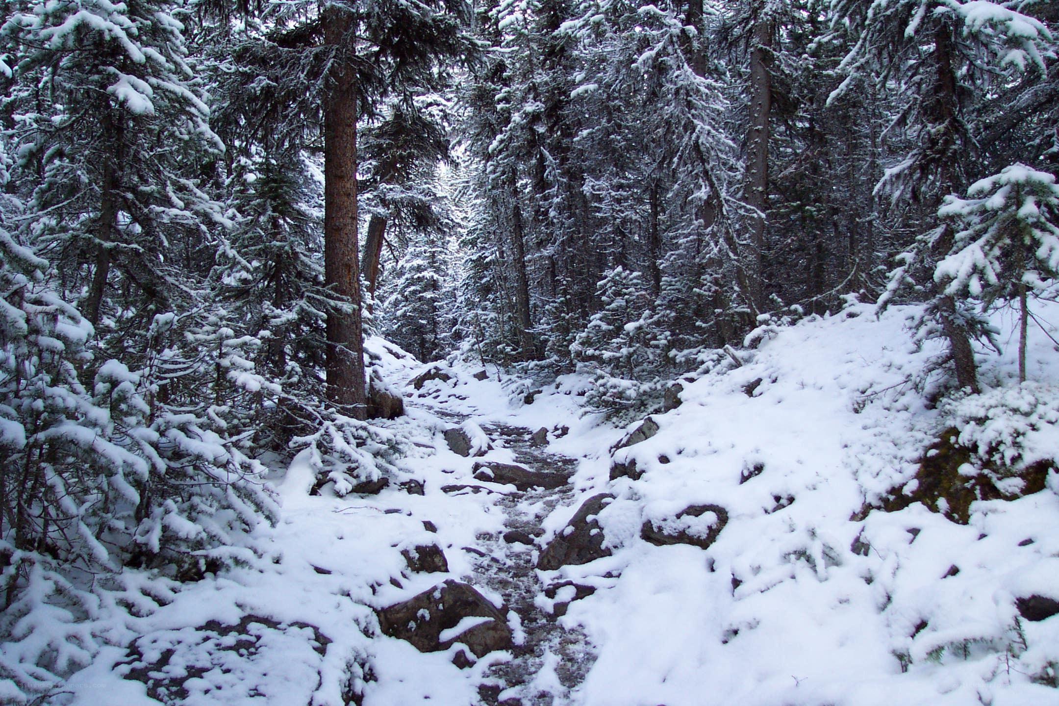 Snowy forest trail