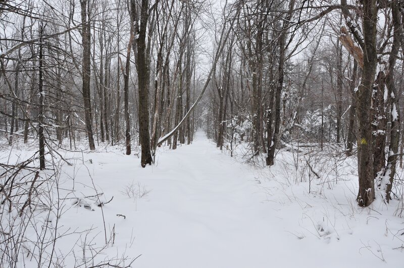 Snowy forest trail