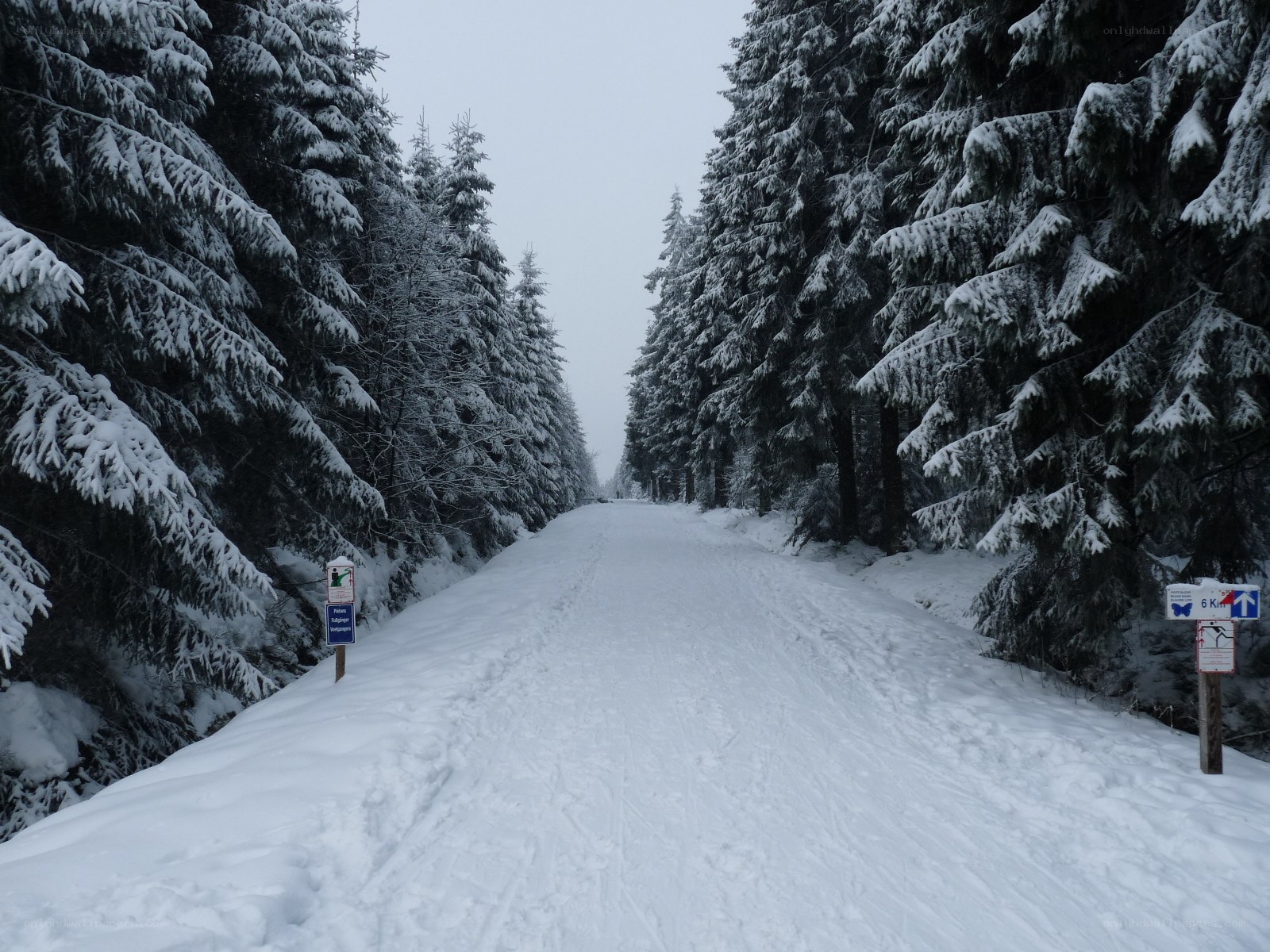 Snowy forest trail