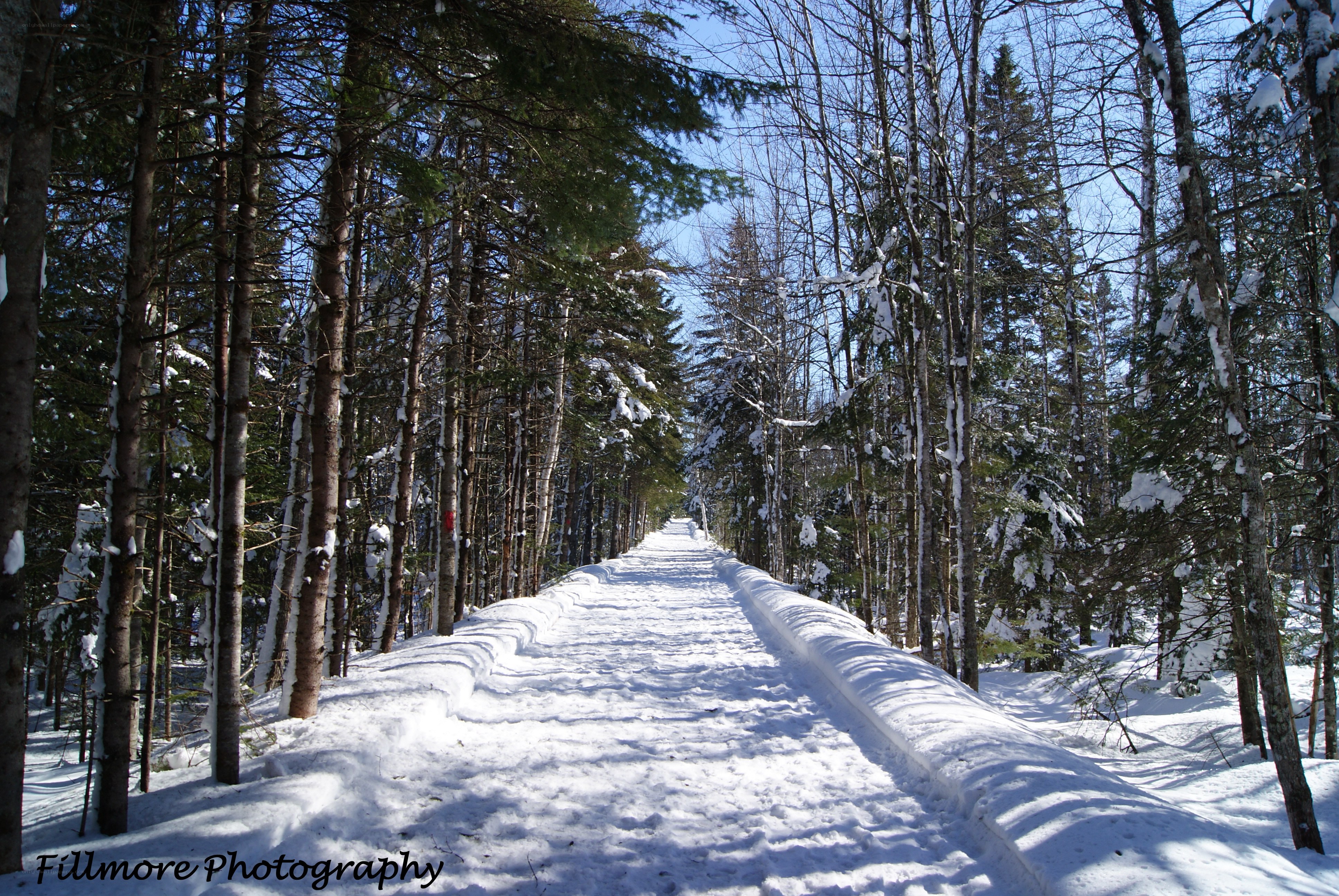 Snowy forest trail