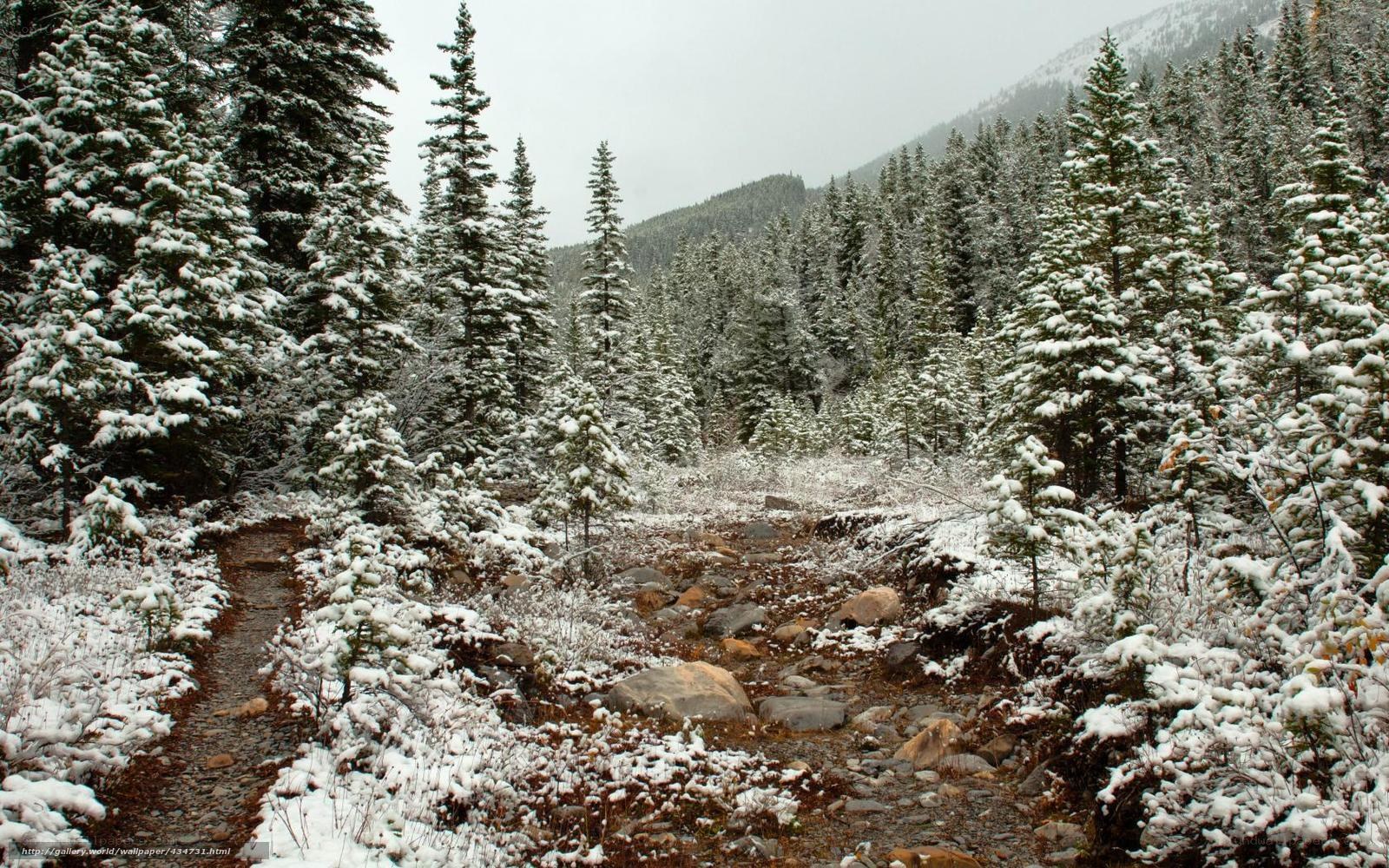 Snowy forest trail in winter