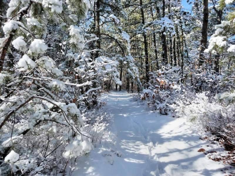 Snowy forest trail path