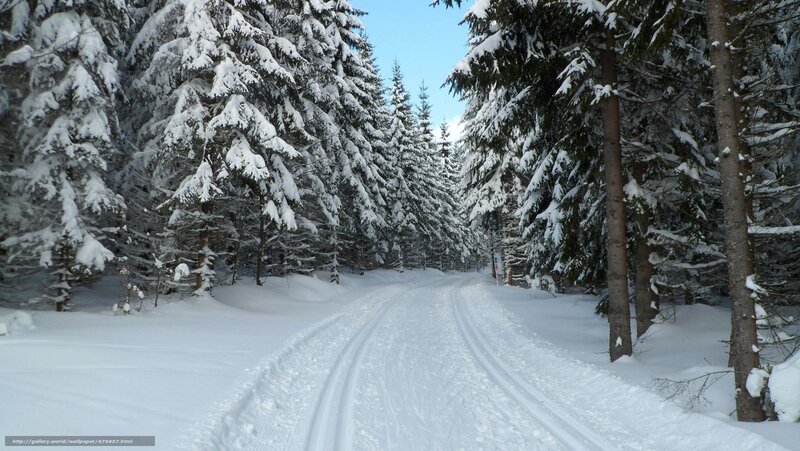 snowy forest trail