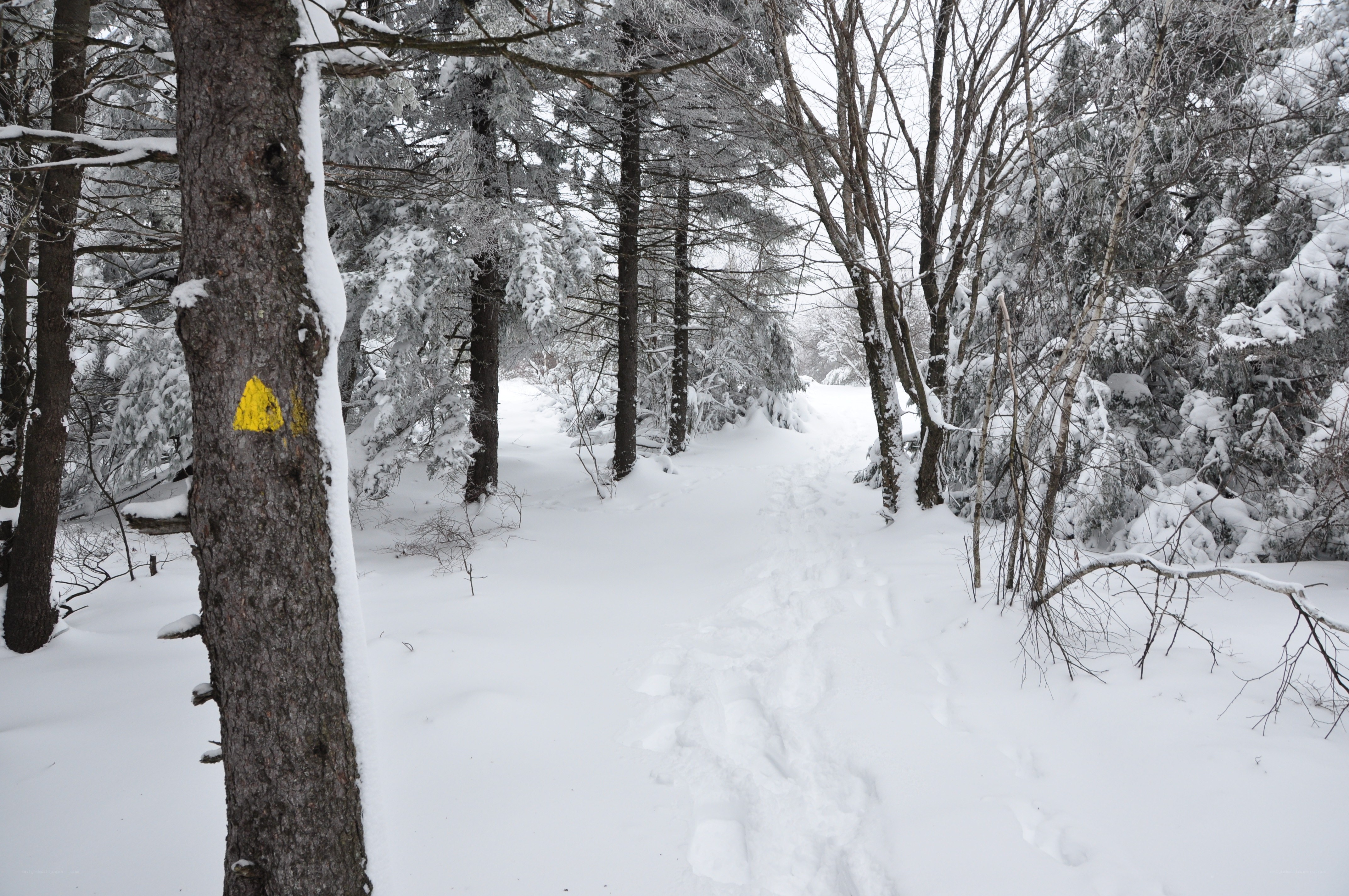 Snowy forest trail with yellow marker