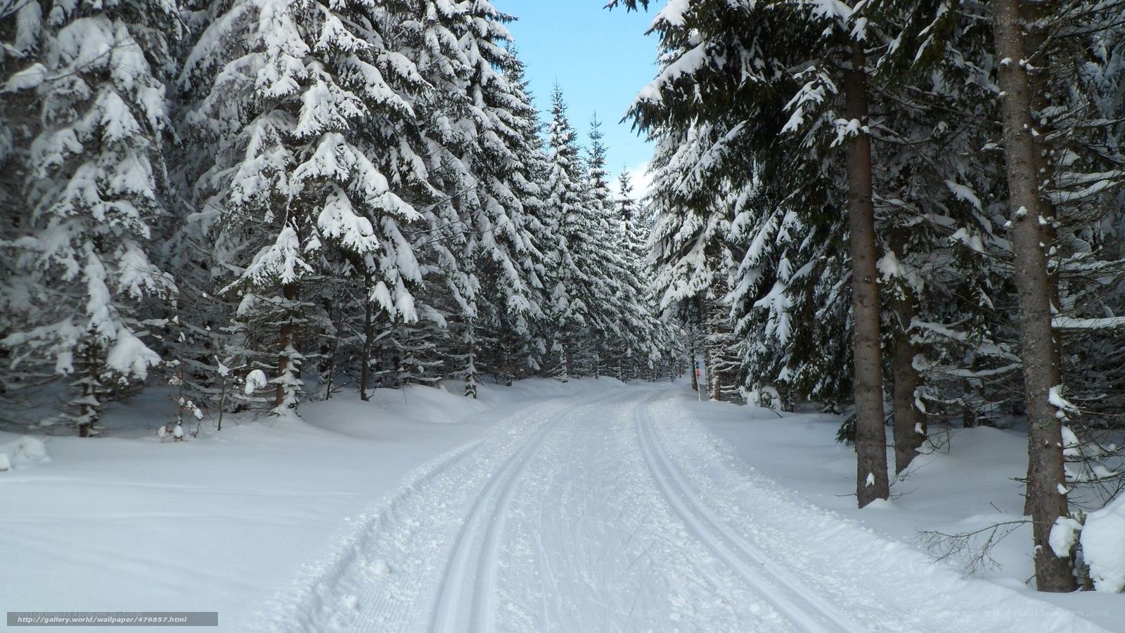 snowy forest trail