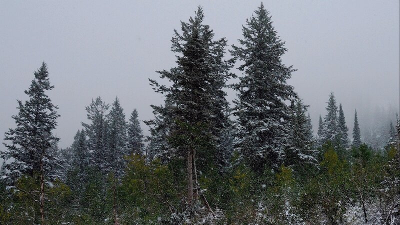 Snowy forest trees