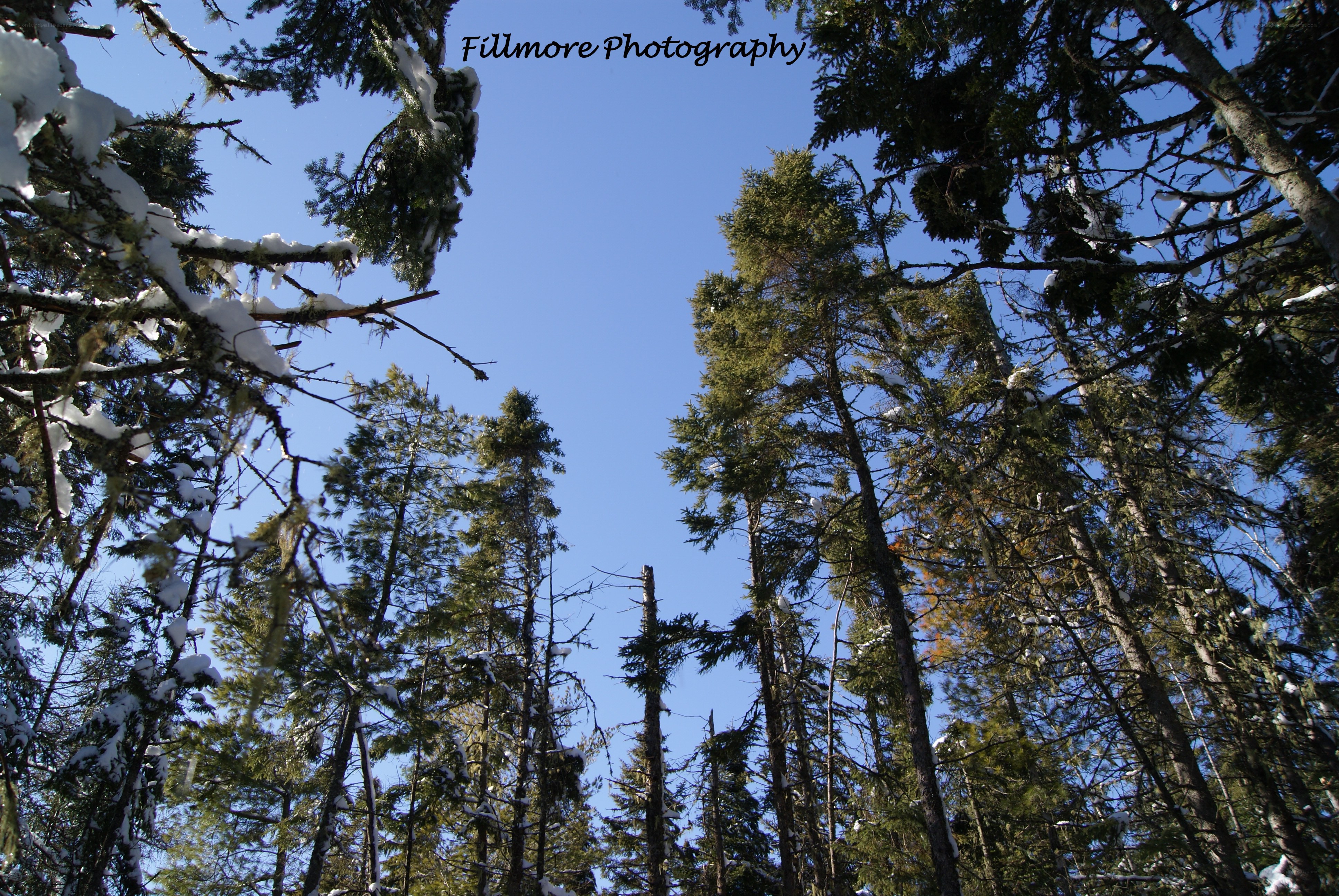 Snowy forest trees